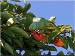 Rose Ringed Parakeet