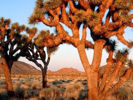 Desert   Cacti - landscape, nature