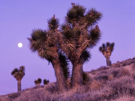 Desert   Cacti - nature, landscape