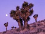 Desert   Cacti