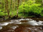 Gales Creek Tillamook State Forest Oregon