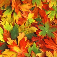 Kaleidoscope of Fall