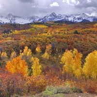 San Juan Color Near Ridgway and Telluride Colorado