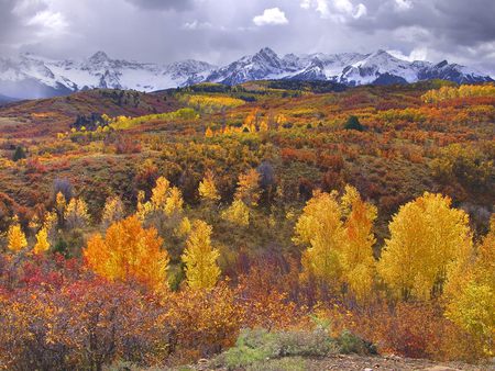 San Juan Color Near Ridgway and Telluride Colorado - nature, forest, landscape