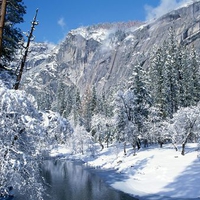 Snow Flocks Yosemite National Park California