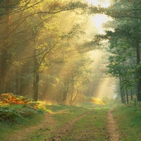 Sun Rays in the Forest Germany