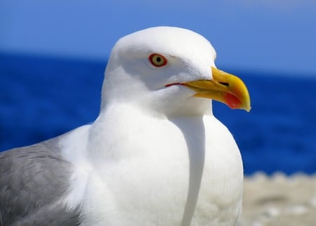 Larus Bird  - animals, birds