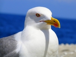 Larus Bird 