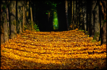 The Golden Road - nature, seasons