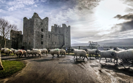 Bolton Castle, Yorkshire, England - sheep, england, medieval, castle