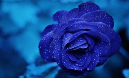 Tender Blue Rose - Rose, Nature, Flowers, Beautiful, Tender, Blue