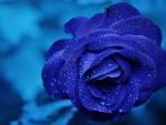 Tender Blue Rose