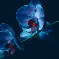 Blue Orchids