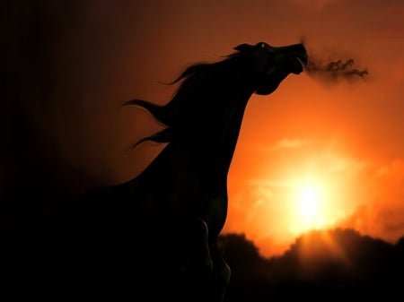 Mustang fury - sunset, horse, fury, wild