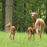 Deer family