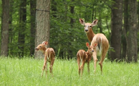 Deer family - animal, green, deer, cute, mother, baby, bamby, family