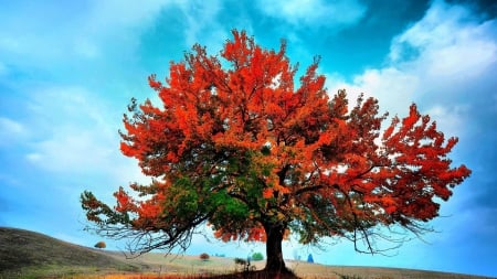 Red Autumn Tree - clouds, tree, sky, autumn