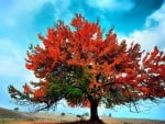 Red Autumn Tree