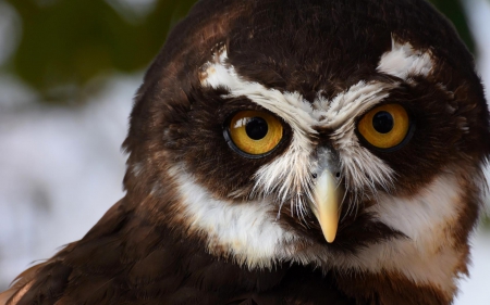 Piercing eyes - 1920x1200, owl, background, cool