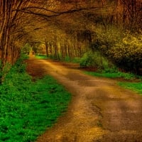 FOREST ROAD