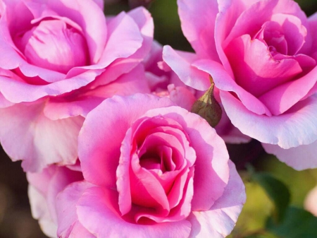 Bright Pink Roses - flower, beauty, photo, love, still life, romance, roses, photography, floral