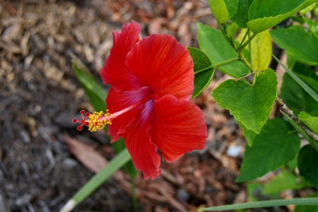 Red Hibiscus  - photography, beauty, romance, photo, love, flower, still life, wide screen, hibiscus, floral