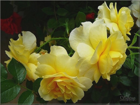 Yellow Roses FC - wide screen, flower, beauty, photo, love, still life, romance, roses, photography, floral