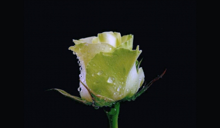 White Rosebud 1 - wide screen, flower, rose, beauty, photo, love, still life, romance, photography, floral