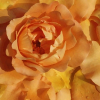 Closeup Rose 1