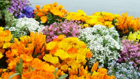 Lovely Spring Flowers - flowers, lovely, nature, spring