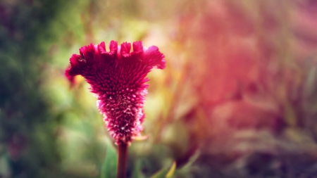 Cock's Comb - wide screen, flower, beauty, photo, love, romance, cocks comb, photography, floral