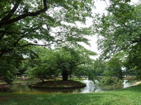 Yoyogi Park - nature, lake, japan, tokyo, park, green, japanese, yayogi