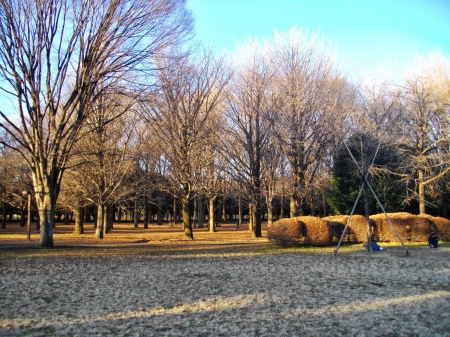 Yoyogi Park - trees, japan, nature, yayogi, tokyo, autumn, park, japanese