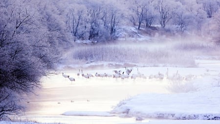 Red-crowned Crane - lake, winter, crane, japanese, nature, japan, forest, snow, animal, scenery