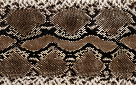 snake skin - skin, scales, reptile, snake