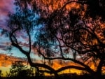 Sunset - tree