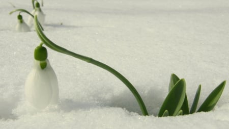 First snowdrop - winter, snow, HD, spring, flower, snowdrop, nature, wallpaper, softness