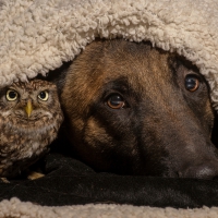 Dog and owl - Friends