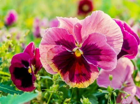 Spring flowers - freshness, meadow, lovely, ppretty, spring, pansies, beautiful, pink, flowers, garden