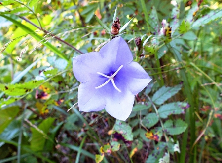 Simple fields flower. - flowers, nature, fields, other