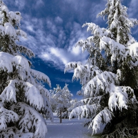 Snowy Pine Trees