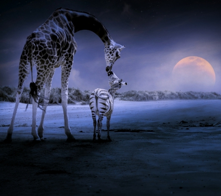 Friends Forever - wildlife, moon, zebra, tall, animals, pets, giraffe