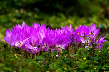 SPRING - flowers, field, spring, nature