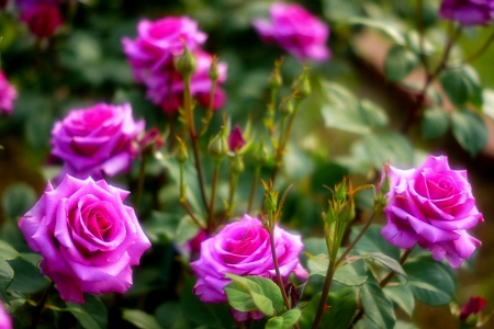 SPRING ROSES - garden, spring, roses, nature