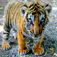 Small Tiger
