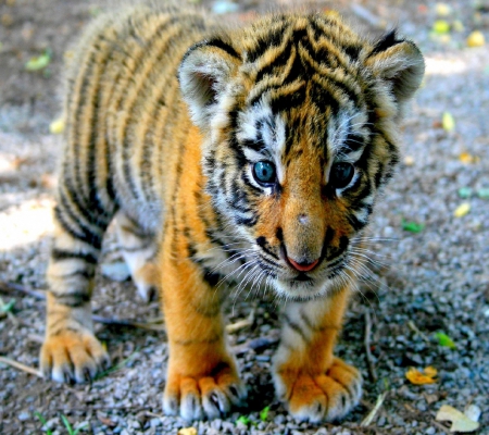 Small Tiger - lovable, animal, tiger, cute, small