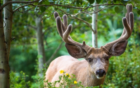 Deer - forest, animal, deer, green, horns