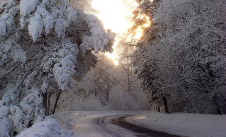 Frozen Road - winter, trees, road, snow