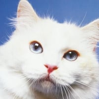 White cat