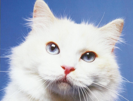 White cat - white, feline, cute, paws, cat